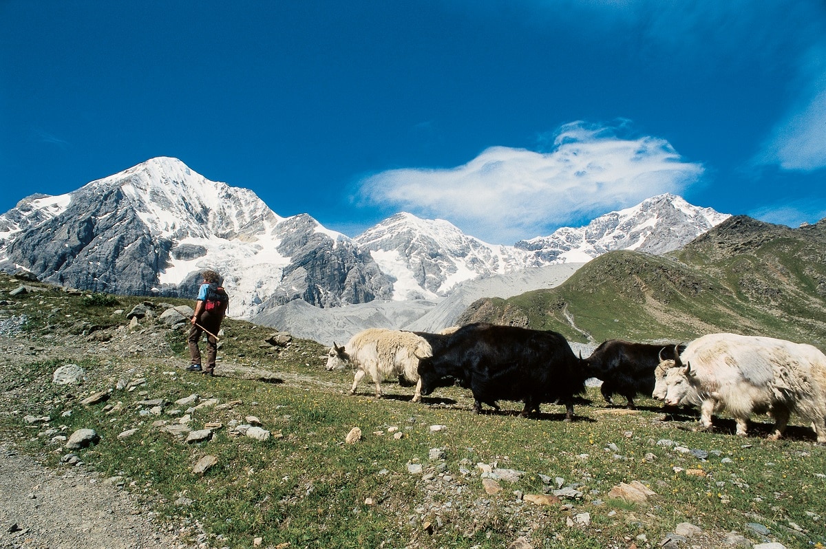 Yak Messner Transumanza yak messner