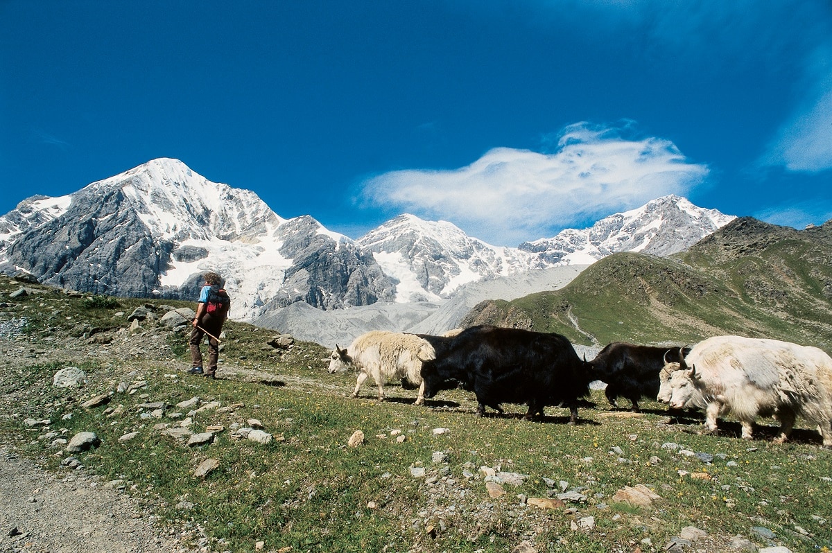 Transumanza yak messner