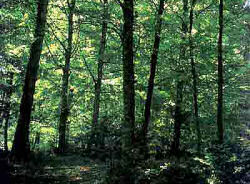 foresta bosco montagna toscana alberi escursione