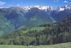 cipra montagna alpi