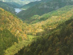 foresta forestazione produttiva montagna alberi bosco