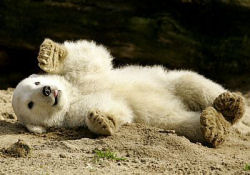 orso polare orsetto knut zoo berlino animali 