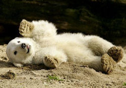 orso polare orsetto knut zoo berlino animali