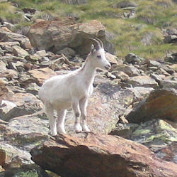 stambecco bianco