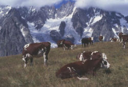 mucche gps montagne latte pascolo