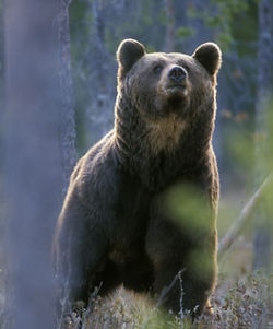 Carpazi, orso bruno sbrana turisti Usa - Montagna.TV