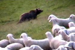 pecore orso bruno trentino montagna bolzano