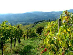 vigna vigneto bormio vino