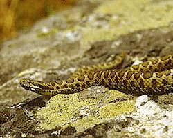 vipera 