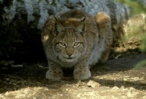 Primo piano di una lince in montagna