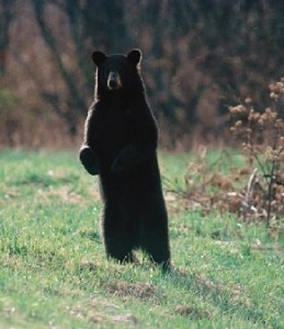 L'orso bruno chiamato Dino