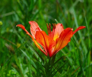 Primo piano di un fiore rosso fotografato sulle Dolomiti di  Brenta