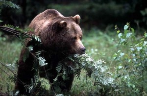 Immagine archivio di un orso bruno