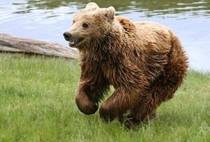 orso