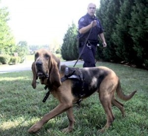 bloodhound