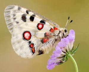 farfalla Common snow apollo