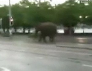 L'elefante a spasso per Zurigo