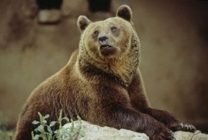 L'orso era stanco di mangiar polli