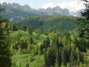 Boschi in montagna