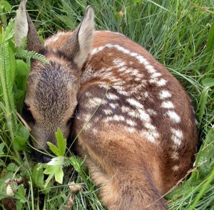 Un cucciolo di capriolo