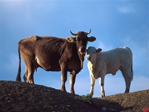 mucca con vitellino