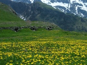 Una fioritura di erbe officinali in Val d'Aosta