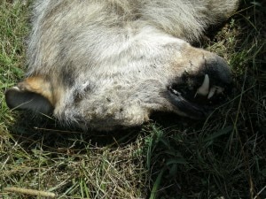 La carcassa del lupo (Photo Corpo Forestale  Comando regionale Abruzzo)