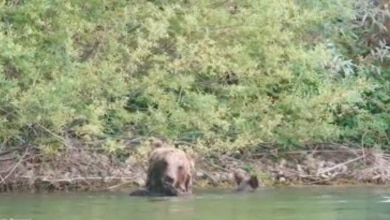 Photo of PNALM. Mamma orsa e i 4 cuccioli si concedono un bagno al lago