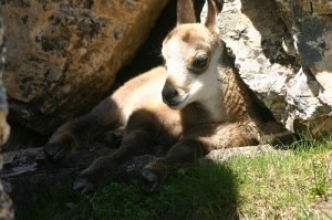 cucciolo di stambecco (Photo dipity.com)