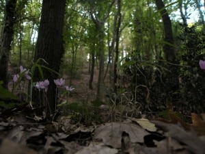 Ancora un fungaiolo disperso nei boschi