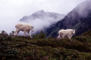 Mountain Goats Olympic National Park