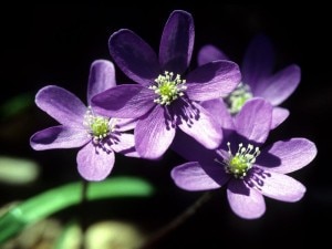 Un'attuale anemone epatica