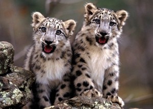 Cuccioli di snow leopard (Photo courtesy www.photoethnography.com)