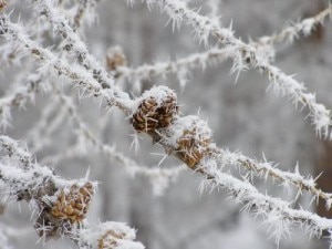 neve