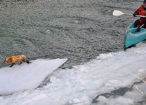 La volpe bloccata sul ghiaccio (Photo courtesy www.austriantimes.at)