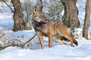 Il lupo salvato nel Parco Nazionale della Majella