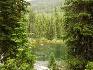 Anno Internazionale delle Foreste Anno Internazionale delle Foreste