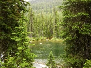 Anno Internazionale delle Foreste