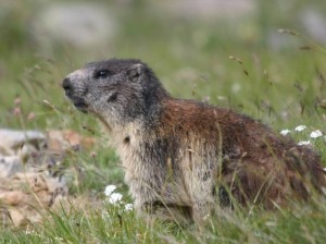Marmotta nel Parco Nazionale dello Stelvio (Photo courtesy www.altarezianews.it) Marmotta nel Parco Nazionale dello Stelvio (Photo courtesy www.altarezianews.it)