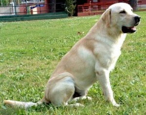 Un labrador