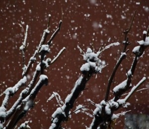 Neve (Photo Marco Caccia) Neve (Photo Marco Caccia)