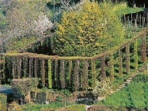 Un roccolo (Photo L'Eco di Bergamo)