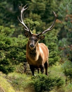 Un cervo del Parco nazionale d'Abruzzo