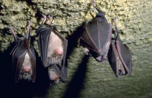 Pipistrelli (photo courtesy www.venadelgesso.org)