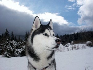 Husky