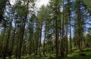 Bosco di larici sulle Alpi