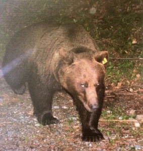 L'orso Dino in un'immagine scattata da una fototrappola  (Photo www.carnia.la - "Storia di Dino e altri orsi", Daniele Zovi)