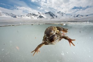 Rane in accoppiamento (Photo Cyril Ruoso - National Geographic)