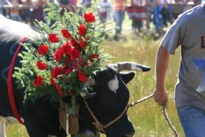 Una mucca da battaglia