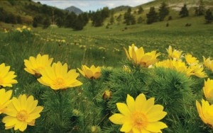 Adonis Vernalis